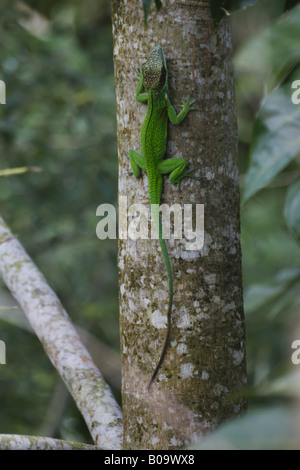 Ritter Anole (Anolis Equestris), Klettern auf einen Baum, Kuba, Humboldt-Nationalpark Stockfoto