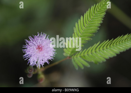 Sinnpflanze, Touch-me-not (Mimosa Pudica), blühen, Kuba, Humboldt-Nationalpark Stockfoto