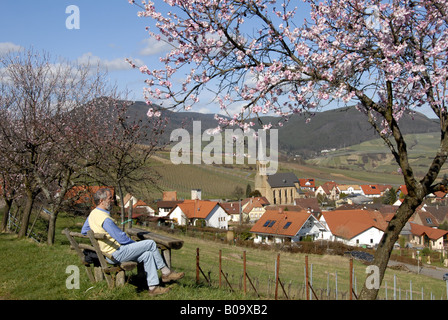 Bittermandel (Prunus Amygdalus), Mandel-Blüte in der Nähe von Birkweiler, Wanderer auf einer Bank, Deutschland, Rheinland-Pfalz, Deutsche wir Stockfoto