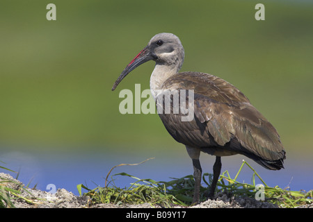Hadeda Ibis (Bostrychia Hagedash), Porträt, Süd-Afrika, Kap-Provinz Stockfoto