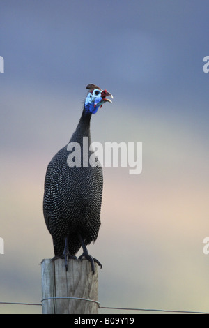 behelmte Perlhühner (Numida Meleagris), männliche aufrufen, Südafrika, Kap-Provinz Stockfoto