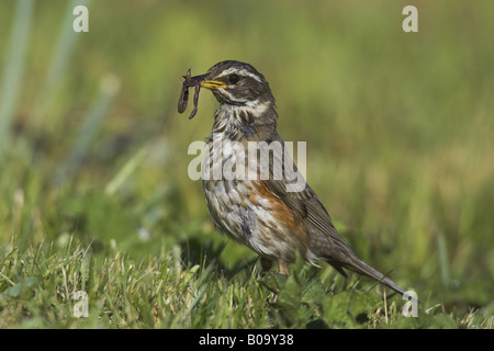 Rotdrossel (Turdus Iliacus), Mit Regenwurm in der Stückliste, Norwegen Vesteralen Stockfoto