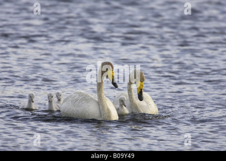 Singschwan (Cygnus Cygnus), Erwachsene Schwäne mit Küken, Schwimmen, Schweden, Lappland Stockfoto