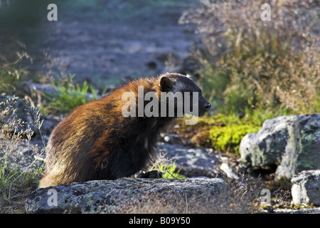 Vielfraß (Gulo Gulo), Portrait im Gegenlicht, Schweden, Gaevleborgs Län, Jaervsoe Stockfoto