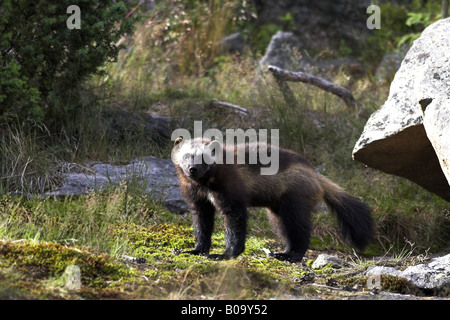 Vielfraß (Gulo Gulo), Portrait im Gegenlicht, Schweden, Gaevleborgs Län, Jaervsoe Stockfoto