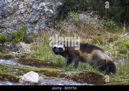 Vielfraß (Gulo Gulo), Portrait im Gegenlicht, Schweden, Gaevleborgs Län, Jaervsoe Stockfoto