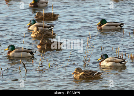 WWT Welney Stockente Anas Platyrhynchos männliche und weibliche Vögel Stockfoto