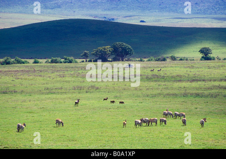 Safari im Ngorongoro-Krater, Tansania Stockfoto