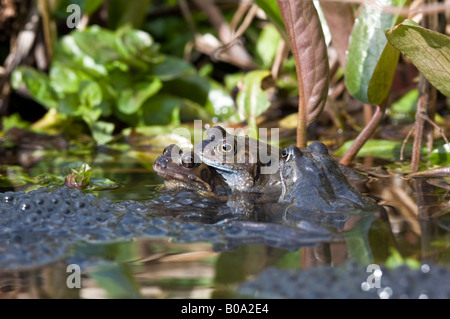 Gemeinsamen Frösche (Rana Temporaria) Paarung in einem Gartenteich. Stockfoto