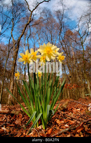 Ein Büschel von blühenden Narzissen umgeben von Buchenwäldern Stockfoto