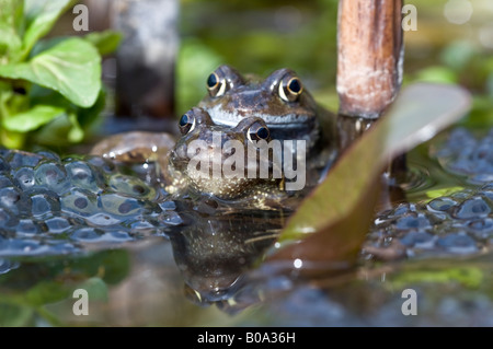 Paar gemeinsame Frösche (Rana Temporaria) Paarung in einem Gartenteich. Stockfoto
