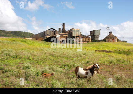 Verlassene Zuckermühle auf Kaua ' i Insel Hawaii.USA Stockfoto