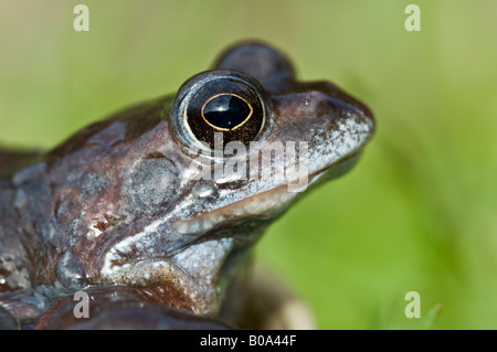 Weibliche Grasfrosch (Rana Temporaria) in einem Gartenteich. Stockfoto