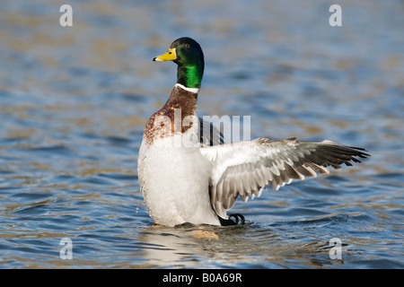 Eine Erwachsene männliche Stockente flattern nur nach dem Waschen und putzen Stockfoto
