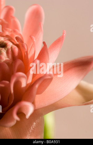 Die rosa Fackel Ingwer Familie Zingiberaceae Stockfoto