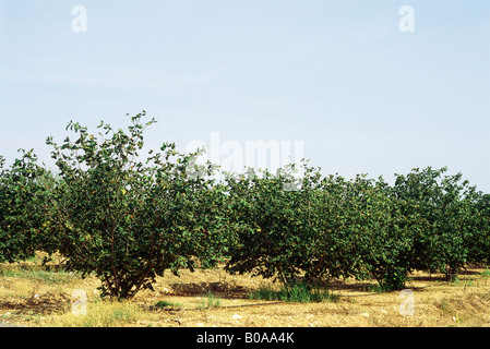 Bäume im Obstgarten Stockfoto