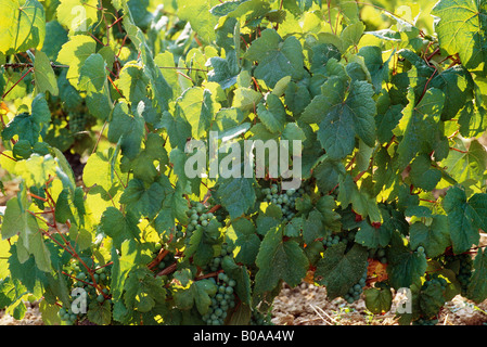Weiße Trauben wachsen auf Weinstock, Nahaufnahme Stockfoto