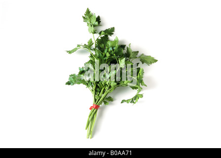 Handvoll frische flache Petersilie, close-up Stockfoto