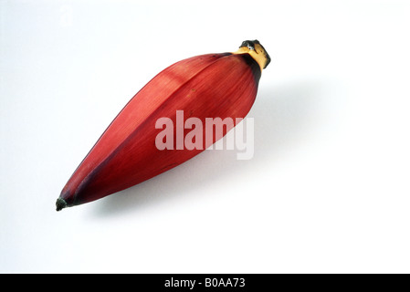 Banane Blume, Nahaufnahme Stockfoto