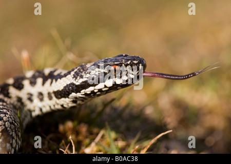 Vipera Berus Nahaufnahme von männlichen Addierer zeigt Zunge verlängert Stockfoto