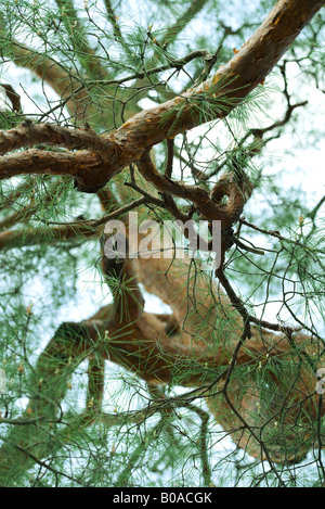 Japanischer weißer Tannenzweig, niedrigen Winkel Ansicht Stockfoto