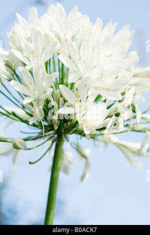 Schmucklilie, close-up Stockfoto