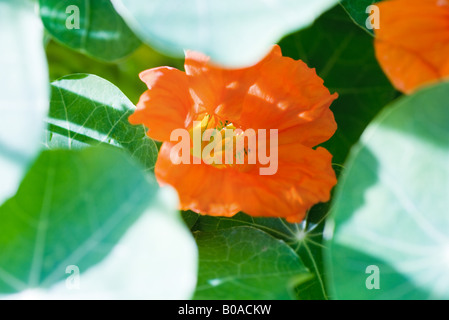 Orangefarbene Kapuzinerkresse und Blätter, close-up Stockfoto