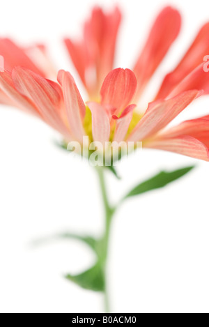 Chrysantheme, close-up Stockfoto