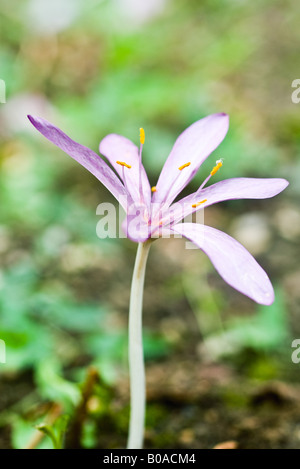 Krokus, Nahaufnahme Stockfoto