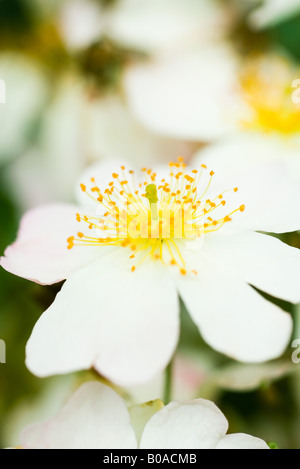 Wild rose, Nahaufnahme Stockfoto