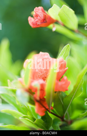 Granatapfel-Blume, Nahaufnahme Stockfoto