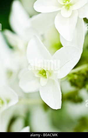 Weiße Hortensie, close-up Stockfoto