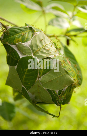 Green Ant Nest, Daintree, Australien Stockfoto