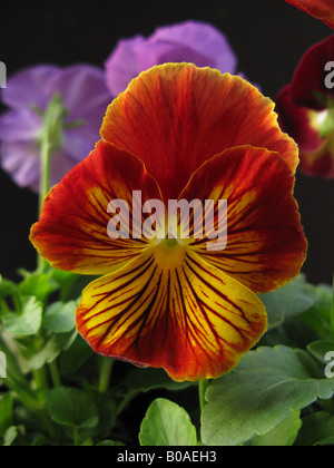 Stiefmütterchen (Viola Tricolor) Stockfoto