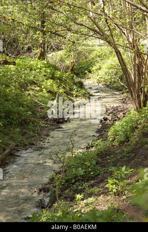 Bach durch Wälder in gefleckten Schatten Stockfoto