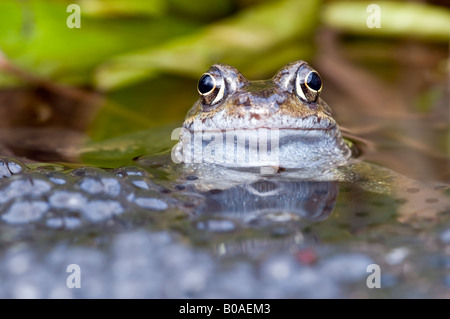 Grasfrosch (Rana Temporaria) in einem Gartenteich mit frogspawn Stockfoto