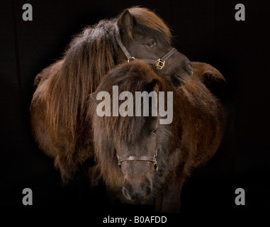 Zwei Shetlandponys in einem studio Stockfoto