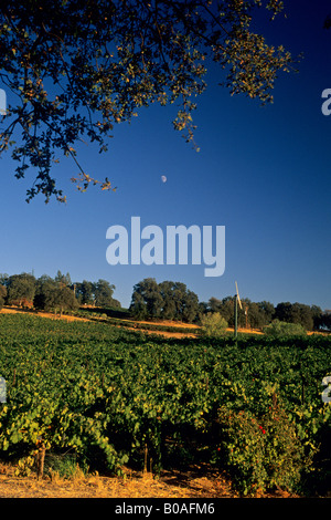 Mond über Weinberge auf MonteVina-Weingut in der Nähe von Plymouth Shenandoah Valley Amador County in Kalifornien Stockfoto