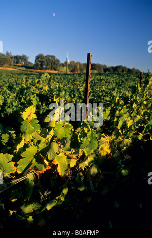 Mond über Weinberge auf MonteVina-Weingut in der Nähe von Plymouth Shenandoah Valley Amador County in Kalifornien Stockfoto