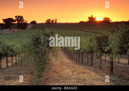 Sonnenuntergang über Weinberge in der Nähe von Plymouth Shenandoah Valley Amador County in Kalifornien Stockfoto