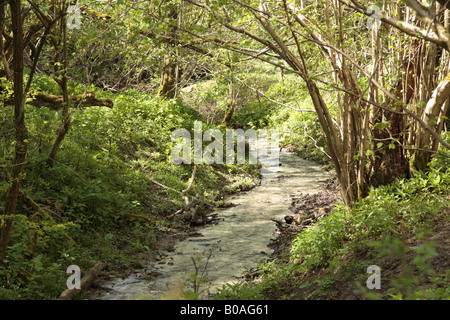 Bach durch Wälder in gefleckten Schatten Stockfoto