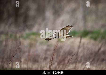 Sumpfohreule (Aseo Flammeus) in freier Wildbahn fliegen Stockfoto
