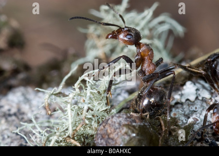 Formica Rufa Ameise Ameisen roter Berg Hymenoptera Insekten Holz Resopal Rossa Montagna Imenotteri Insetti Valnontey Cogne Gran Paradi Stockfoto