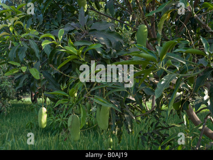 Mango-Bäume mit unreifen grünen gehäutet extra verlängerte "Dasheri" Vielzahl von Mangos mit Reis Plantage gewachsen, wie im April zu sehen. Stockfoto