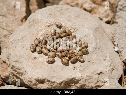 Rizinusöl Samen entfernt aus getrockneten Schoten, die leicht aufbrechen; Samen haben Markierungen und sind bereit, für sein Öl gepresst werden. Stockfoto