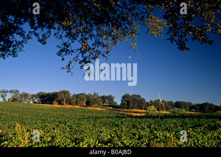 Mond über Weinberge auf MonteVina-Weingut in der Nähe von Plymouth Shenandoah Valley Amador County in Kalifornien Stockfoto