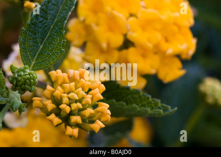 Gelber Zwerg Lantana Knospen und Blüten Stockfoto