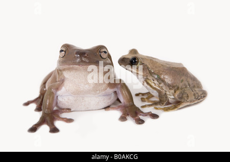 Zwei Laubfrösche gemeinsam erzählen Geheimnisse isoliert auf weiss Stockfoto