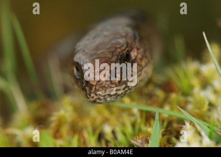 Nahaufnahme des Kopfes eine langsame Schnecke geschiedenen Fragilis Weardale Vereinigtes Königreich Stockfoto