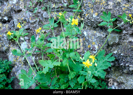 GRÖßERE SCHÖLLKRAUT CHELIDONIUM MAJUS WÄCHST AUS EINER TEILWEISE SCHATTIGEN WAND Stockfoto